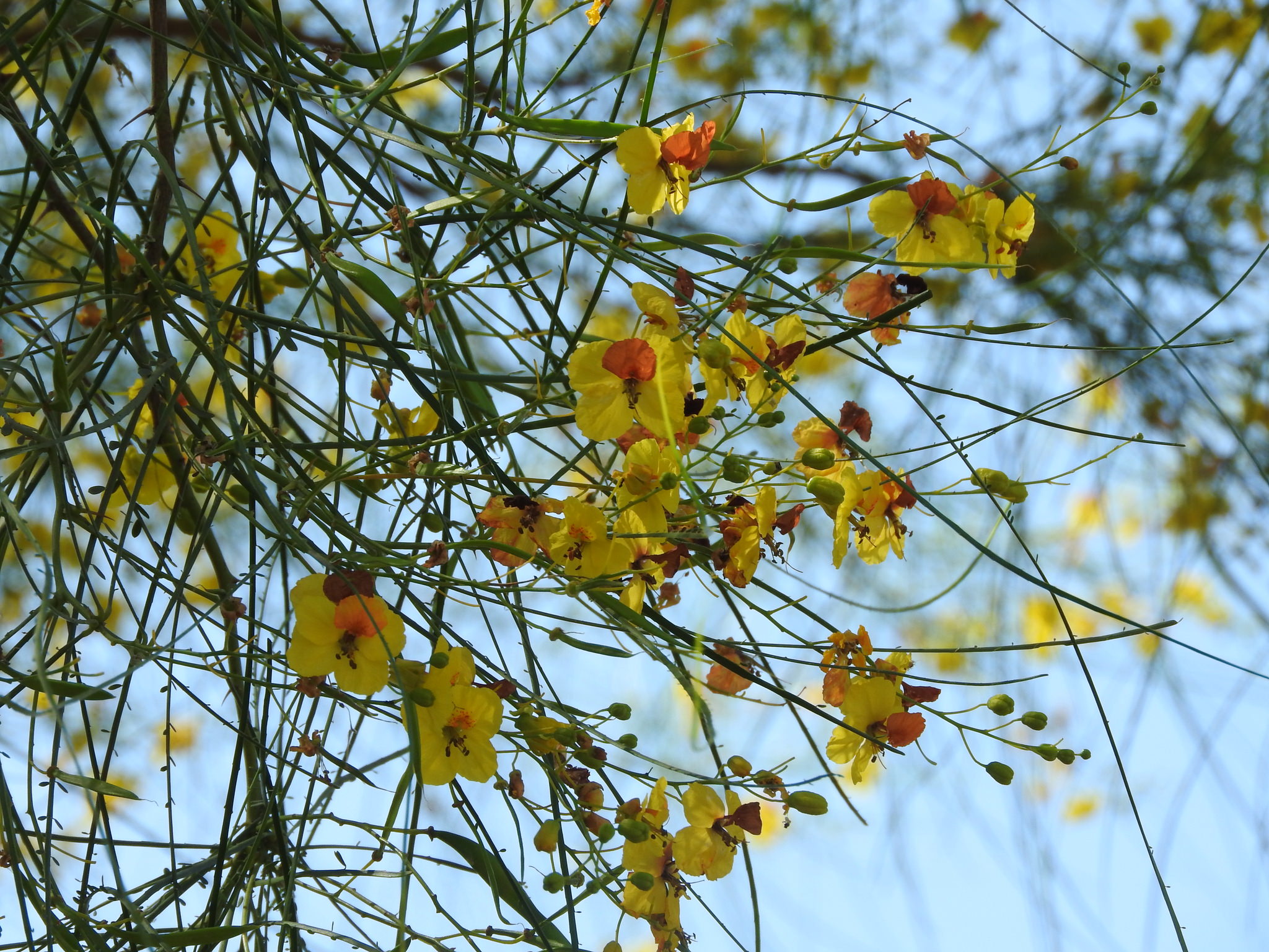 Parkinsonia aculeata